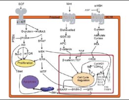 Melanoma: Stem cells, sun exposure and hallmarks for carcinogenesis, molecular concepts and future clinical implications