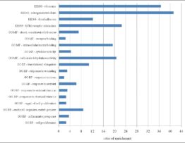 Bar chart of enrichment ratios for GO and KEGG categories in the 242-gene list