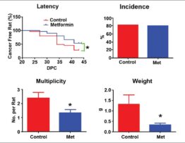 Effect of metformin (MET) incorporated into a purified diet formulation at 1.0%