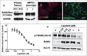 Characterization of ErbB2/Neu-driven mouse mammary tumor cell line