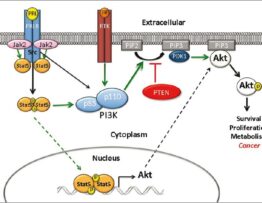 Interaction between Jak2/Stat5 signaling and the PI3K/Akt1 pathway in mammary epithelial