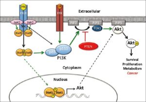 Interaction between Jak2/Stat5 signaling and the PI3K/Akt1 pathway in mammary epithelial