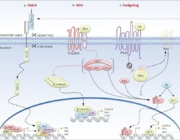 Notch, Wnt, and Hedgehog signaling pathways regulate normal and stem cell fate