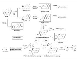 Metabolic oxidation of benzo[a]pyrene. Metabolites identified