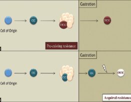 Hypothetical models for the evolution of a castration-resistant cancer stem cell