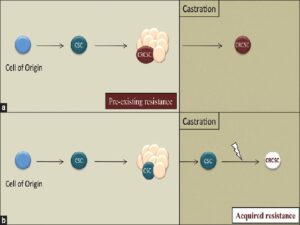 Hypothetical models for the evolution of a castration-resistant cancer stem cell