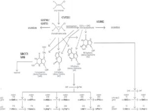 The molecular biologic and molecular epidemiologic pathways of VC carcinogenesis