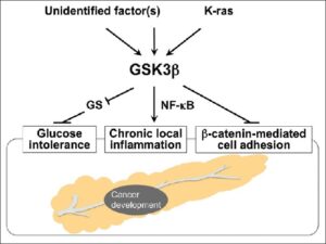 Systemic and local effects of deregulated GSK3 b on known risk factors for pancreatic