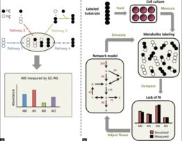 Isotope tracing and 13C-metabolic flux analysis. (a) In simple metabolic networks, each