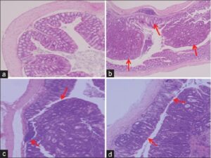 Histological images of the colonic mucosa of azoxymethane
