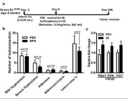 SFN does not promote oncogenic K-ras-driven lung tumorigenesis.