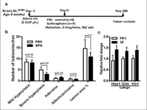 SFN does not promote oncogenic K-ras-driven lung tumorigenesis.