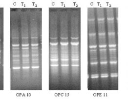 Somatic mutations in stilbene estrogen-induced Syrian hamster kidney tumors identified by DNA fingerprinting
