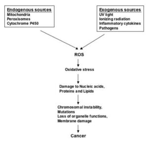 Reactive oxygen species: Role in the development of cancer and various chronic conditions