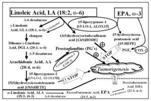 The yin and yang of 15-lipoxygenase-1 and delta-desaturases: Dietary omega-6 linoleic acid metabolic pathway in prostate