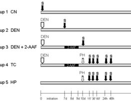 Persistent activation of NF-kappaB related to IkappaB's degradation profiles during early chemical hepatocarcinogenesis