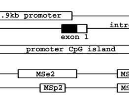 Methylation of the BIN1 gene promoter CpG island associated with breast and prostate cancer