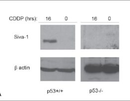 The p53-induced Siva-1 plays a significant role in cisplatin-mediated apoptosis