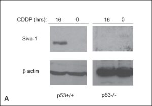 The p53-induced Siva-1 plays a significant role in cisplatin-mediated apoptosis
