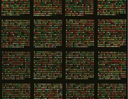 Identification of possible genetic alterations in the breast cancer cell line MCF-7 using high-density SNP genotyping microarray