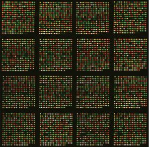 Identification of possible genetic alterations in the breast cancer cell line MCF-7 using high-density SNP genotyping microarray