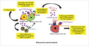 Vicious cycle involving chemokine and RANK-RANKL signaling